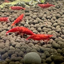 20+ Fire Red Shrimp Neocaridina Shrimp FREE SHIPPING BEST PRICE USA Seller