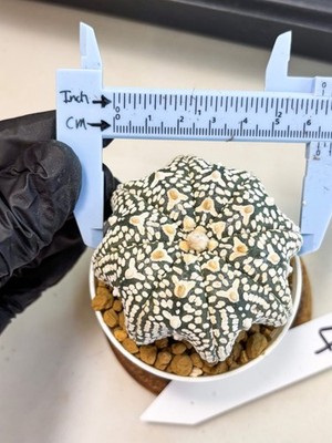 Astrophytum Star Shape (at4) (g4) | Imported Plant