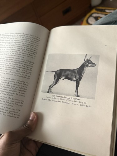 Das komplette Spielzeug Manchester Terrier von Dixie Dempsey - Bild 8 von 11