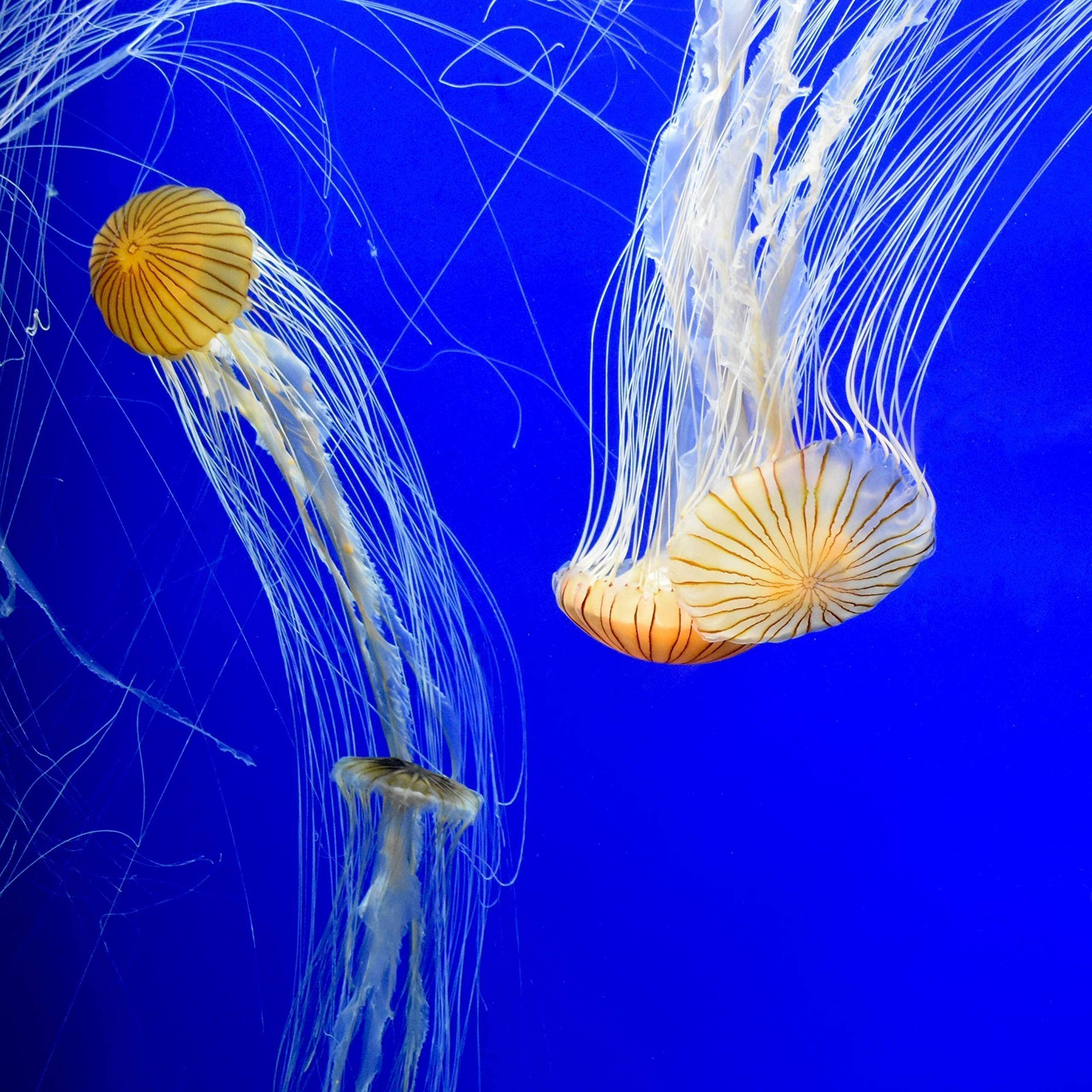 Seachem Prime 250 mL Freshwater Saltwater Aquarium Water Conditioner Detoxifier