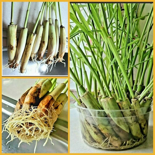 10 Lemongrass stalks READY TO PLANT, Mosquito Repellent, CITRONELLA - Picture 7 of 12