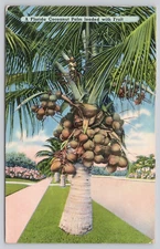Florida Coconut Palm Tree Loaded with Fruit c 1957 Postcard f7