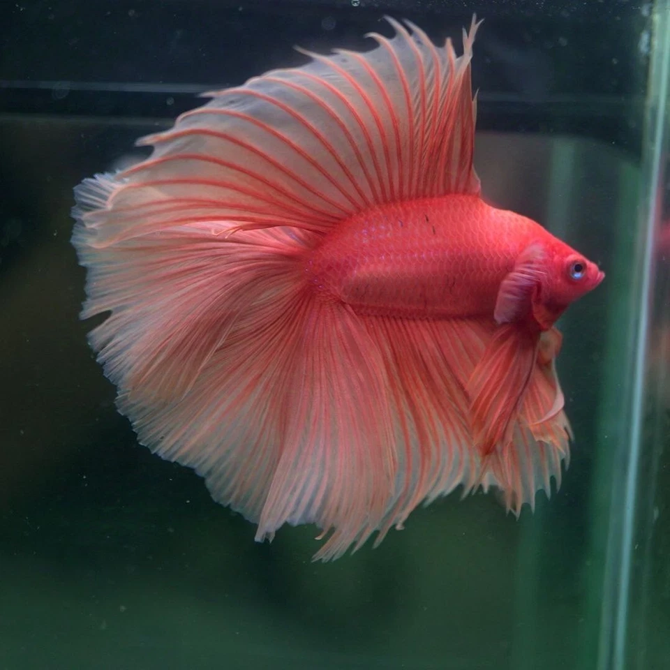 live betta fish: SPIKEY.KING Orange DTHM 25102504 - Image 4 of 4
