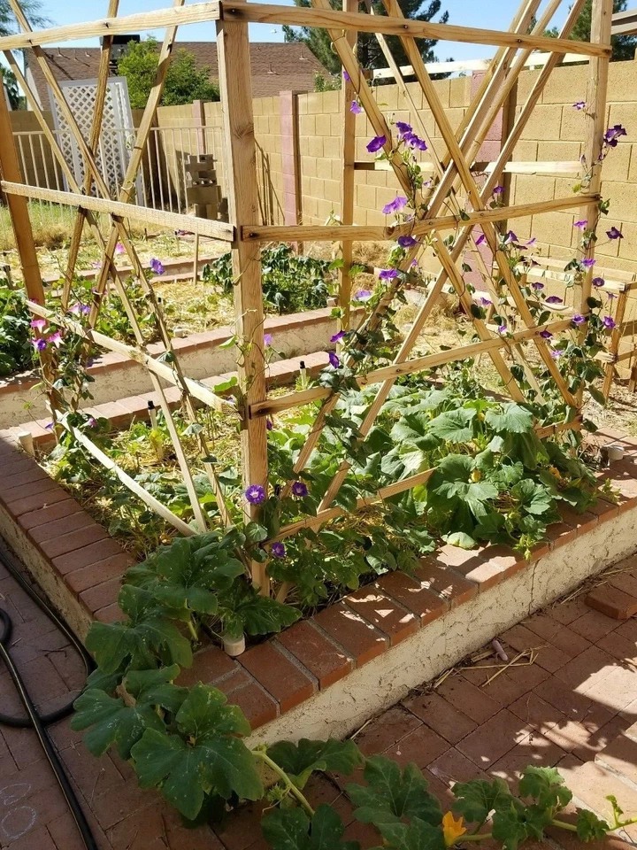 Morning Glory, semillas altas mixtas de flores silvestres, NO TRANSGÉNICAS, ENVÍO GRATUITO Foto 3 de 4