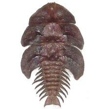 Platerodrilus Dulticola Real Trilobite Beetle Indonesia Mountedpackaged