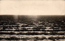 POSTCARD RPPC SECTION OF GRAZING COUNTRY BEING CONVERTED TO ALFALFA WYOMING