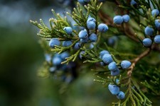 1x Juniper (Juniperus communis) 2l Pot Plant - Organic