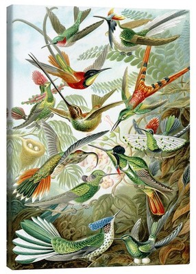 Leinwandbild Kolibris, Trochilidae (Kunstformen der Natur, 1899) - Ernst Haeckel