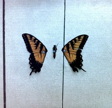 Paramore - Brand New Eyes LP Near Mint  
