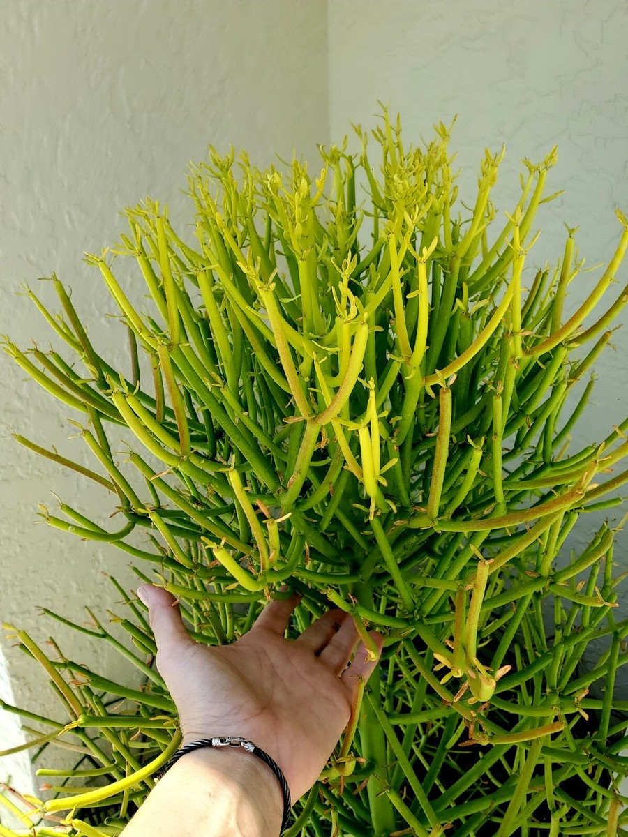 Talee Di Euphorbia Tirucalli - 20 Pezzi, Piante Grasse, Cactus Decorativi, Alto Tasso Di Germinazione - Foto 8