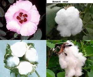 Baumwolle Zimmerpflanze lange blühende Blumen nützliche ...