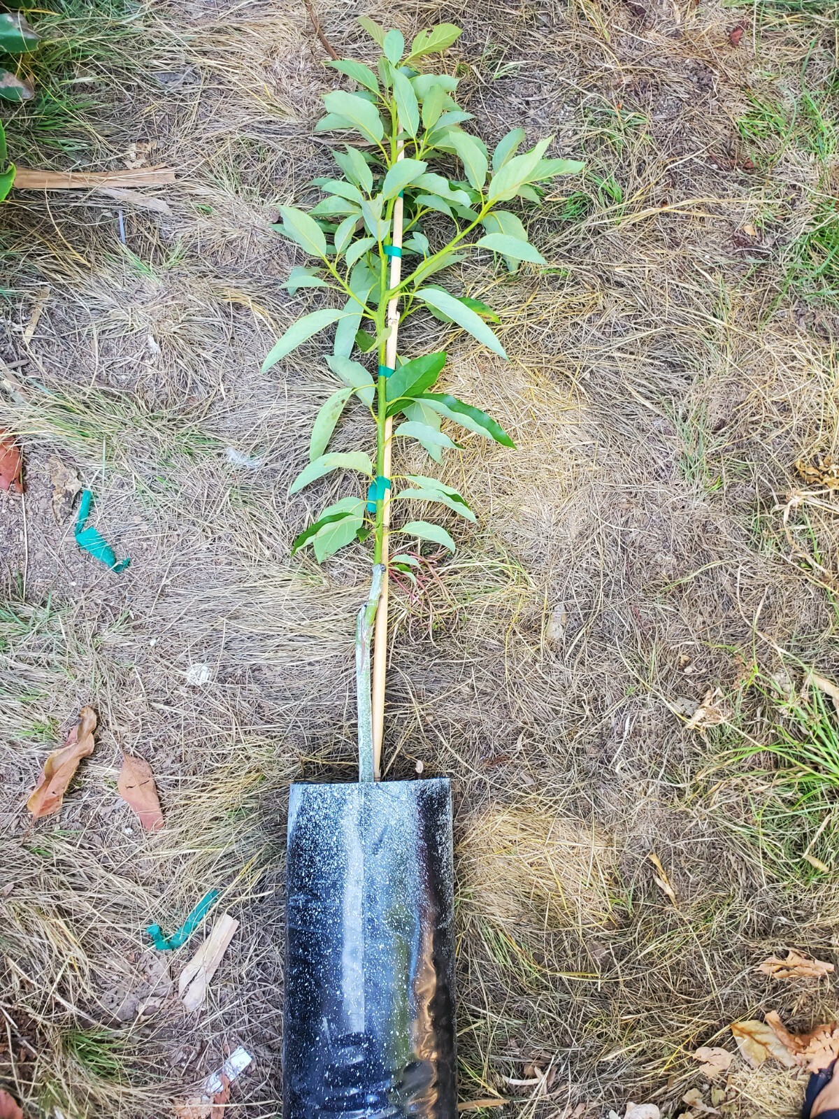 Dwarf Grafted 'Littler Cado' (Wurtz) Tree True Dwarf Avocado Variety