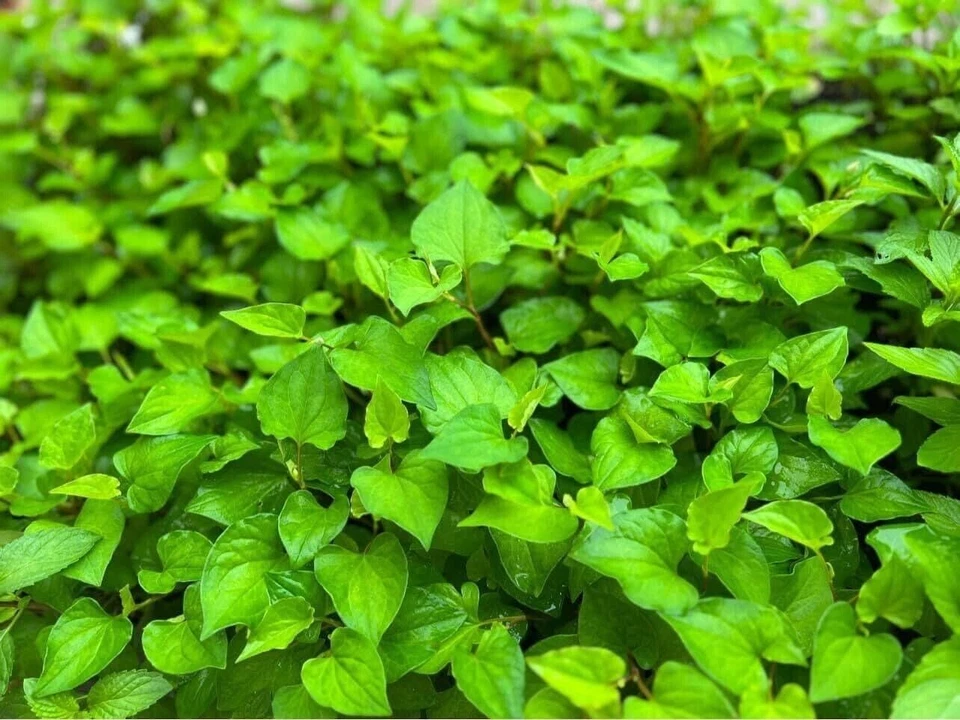 Fish Mint, Houttuynia Cordata, Chameleon Plant - 300+ Seeds 2023 - USA - Image 2 of 4