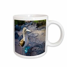3dRose Ecuador, Galapagos Islands, Blue-footed booby bird - SA07 MGL0023 - Miva