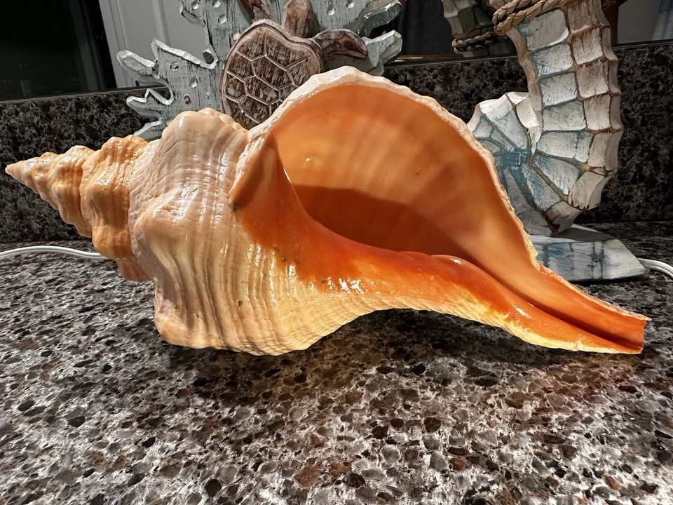 Florida horse conch with Nightlight - Image 2 of 4