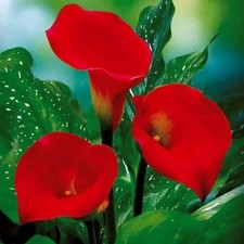 Zantedeschia - RED SOX - Perennial Calla Lily Plant BULB