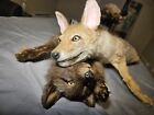 Cody, The Adorable Small Coyote Pup Softmount Taxidermy