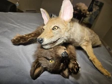 Cody, The Adorable Small Coyote Pup Softmount- ONLY THE COYOTE PUP FOR SALE!!!