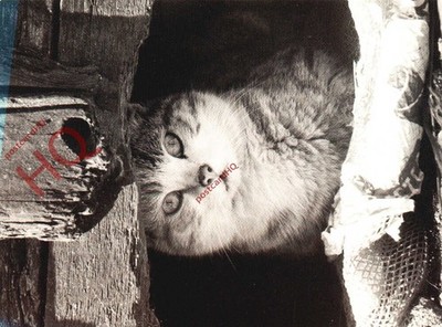 Ansichtskarte, Scheunenkatze, Jane Bown [Athene]