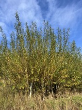 100 willow cuttings FAST Salix viminalis gigantea 10" FRESH CUT hedge screen