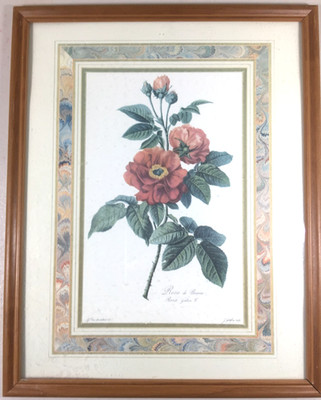 Vintage Framed Botanical Rose Print Gerard Van Spaendonck Rose de Provins 15x12