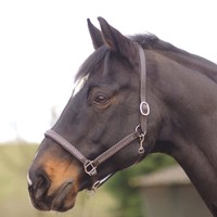 Horse / Cob Fine Leather Padded Comfort Headcollar Crystal / Diamonte Detail Horse / Cob Fine Leather Padded Comfort Headcollar Crystal / Diamonte Detail