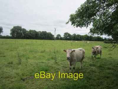 Photo 6x4 Cattle, Coolamber Killasona On the move, towards me. c2012
