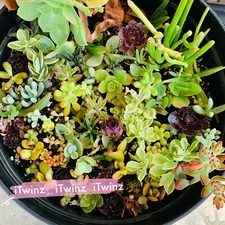 5 or 20 Cutting Assorted Succulent Cute 2"green Live plant cactus Gift Mother