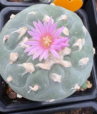 Rare L- Friccii Extra Large! Beautiful Collectors Plant, Seed Grown 6” Pot