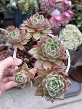 Rare Succulent-Echeveria Agavoides 'Gilva'  Big Cluster Beautiful!