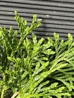 Globe Arborvitae — photo 3