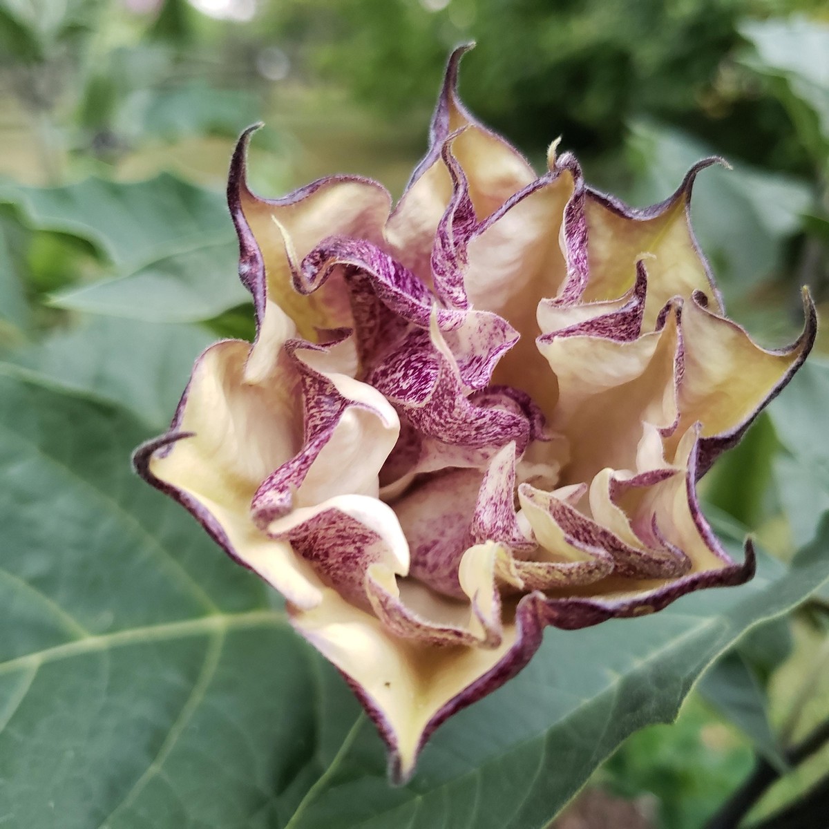 Datura Box of Chocolate | Datura Metel | 15+ SEEDS | eBay
