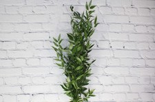 Fresh  Natural Italian Ruscus