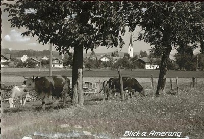 Amerang lot on the outskirts cattle pasture cow