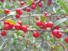 Yaupon Holly | 25 Seeds | Organic | Florida Native | Natural Tea | Coffee Sub