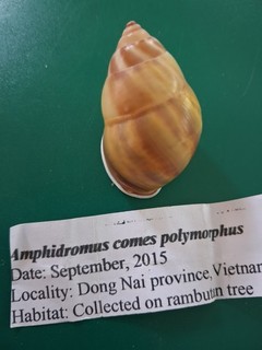 Amphidromus comes polymorphus 42 mm lovely pastels yellow pink purple