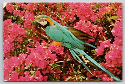Animals~Blue & Gold Macaw In Flowering Tree FL Sunken Gardens~Vintage Postcard