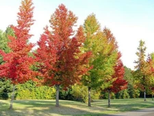 3 Sweet Gumball trees Liquidambar styraciflua 
