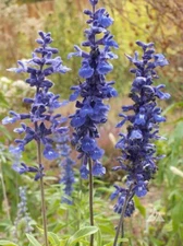 300+ Sage Blue Salvia Perennial Hummingbirds Butterflies / Non-GMO