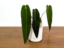 Anthurium Warocqueanum Esmeralda - Pick Your Exact Plant  