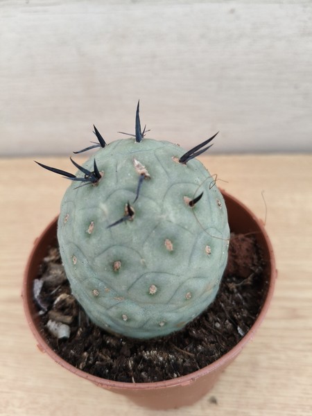 9438  TEPHROCACTUS Geometricus vaso de 8,0cm . En sus raices.#1