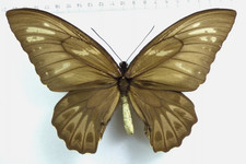 Ornithoptera Priamus Urvillianus, Female, Form Nigra. Boungainville, 1995
