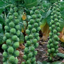 Long Island Improved Brussels Sprouts Seeds, NON-GMO, Heavy Yields, FREE SHIP