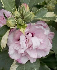 Variegated Potted ROSE OF SHARON  HIBISCUS ALTHEA PINK FLOWER Starter Plant