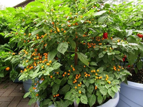 50 Graines Piment Le PLUS CHER au MONDE AJI CHARAPITA BIO QUALITE++PORT