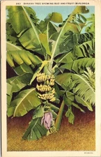 Banana Tree Showing Bud Fruit Florida Linen 1940 Cancel Pm Wob Note Postcard