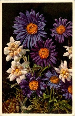 Vintage Swiss Floral Postcard Aster Alpinus & Edelweiss by Thor E. Oeger