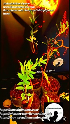 Sun Opener/Sinicuichi Heimia salicifolia Live Plants and Seeds Organic  Homegrow | eBay