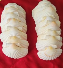 Scallop Sea Shells 3" To 5". Lot Of 18