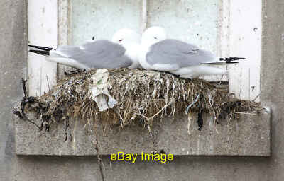 Photo 6x4 Kittiwakes nesting on the Grand Hotel, Scarborough The window s c2016